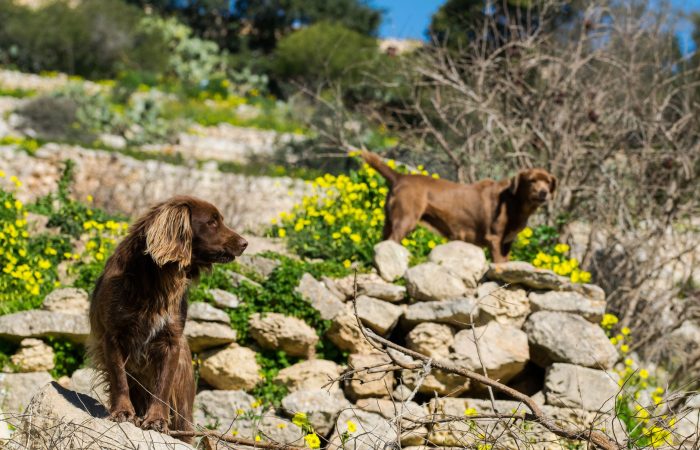 "Scopri gli hotel pet friendly in Cilento e parti con i tuoi amici a quattro zampe alla volta del Golfo di Policastro. Prenota ora!"