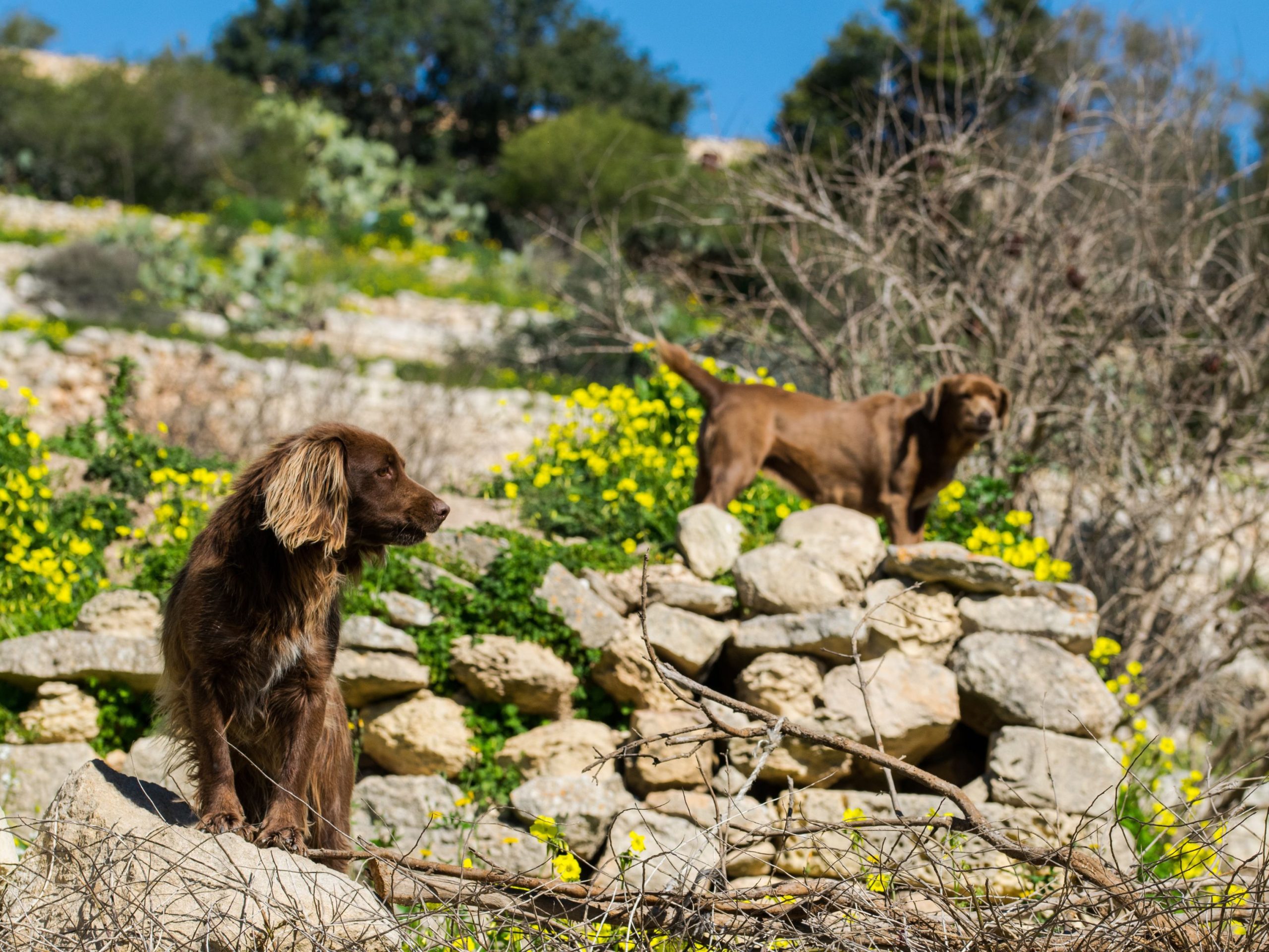 "Scopri gli hotel pet friendly in Cilento e parti con i tuoi amici a quattro zampe alla volta del Golfo di Policastro. Prenota ora!"